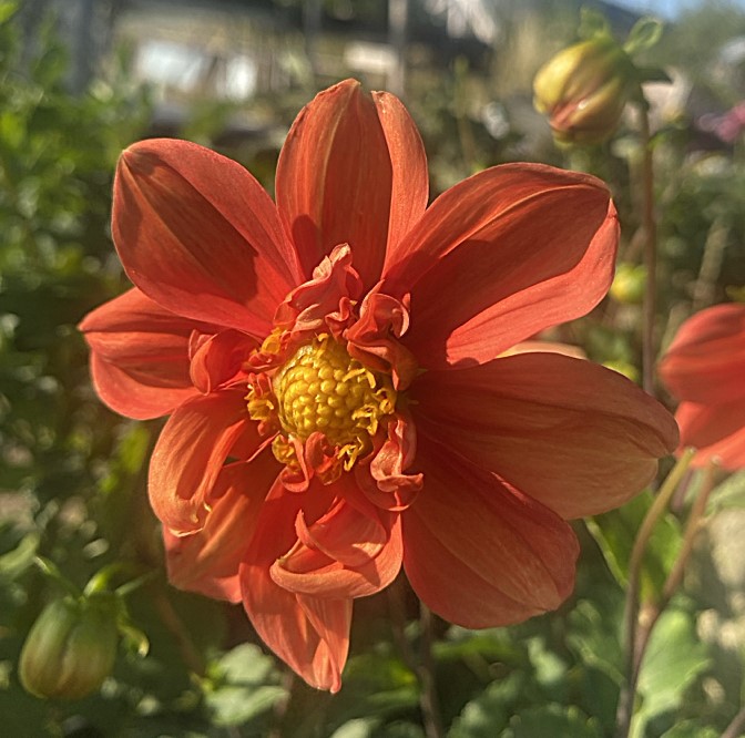 Dahlia G F Hemerik